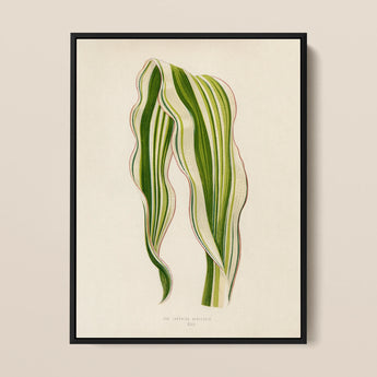 Striped Maize - Benjamin Fawcett Botanical Art Print / Canvas, 12x16’’ / 31x41cm / Black Frame, Posters Prints & Visual Artwork, Toby Leon