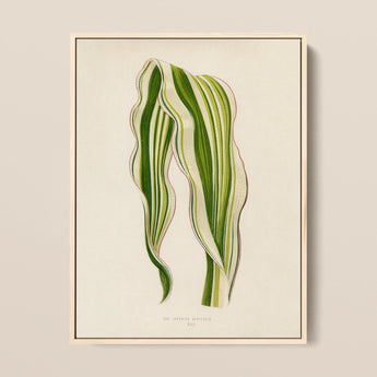 Striped Maize - Benjamin Fawcett Botanical Art Print / Canvas, 12x16’’ / 31x41cm / Natural Frame, Posters Prints & Visual Artwork, Toby Leon
