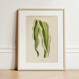 Striped Maize - Benjamin Fawcett Botanical Art Print / Canvas, 12x16’’ / 31x41cm / Natural Frame / Matboard, Posters Prints & Visual