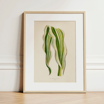 Striped Maize - Benjamin Fawcett Botanical Art Print / Canvas, 12x16’’ / 31x41cm / Natural Frame / Matboard, Posters Prints & Visual