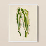 Striped Maize - Benjamin Fawcett Botanical Art Print / Canvas, 12x16’’ / 31x41cm / White Frame, Posters Prints & Visual Artwork, Toby Leon