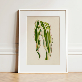 Striped Maize - Benjamin Fawcett Botanical Art Print / Canvas, 12x16’’ / 31x41cm / White Frame / Matboard, Posters Prints & Visual Artwork,