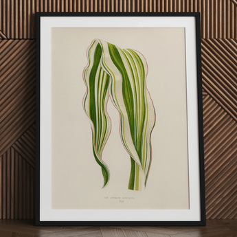 Striped Maize - Benjamin Fawcett Botanical Art Print / Canvas, 24x32’’ / 61x81cm / Black Frame / Matboard, Posters Prints & Visual Artwork,