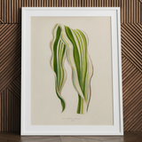 Striped Maize - Benjamin Fawcett Botanical Art Print / Canvas, 24x32’’ / 61x81cm / White Frame / Matboard, Posters Prints & Visual Artwork,
