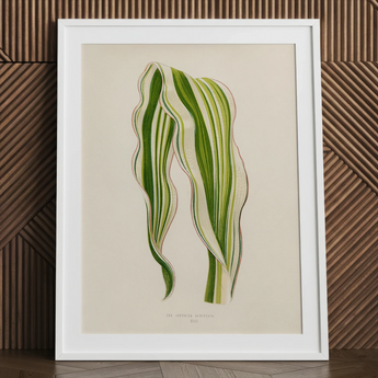 Striped Maize - Benjamin Fawcett Botanical Art Print / Canvas, 24x32’’ / 61x81cm / White Frame / Matboard, Posters Prints & Visual Artwork,