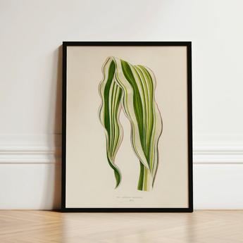 Striped Maize - Benjamin Fawcett Botanical Art Print / Canvas Framed Illustration Two Elegant Green Leaves Fawcett’s, Victorian