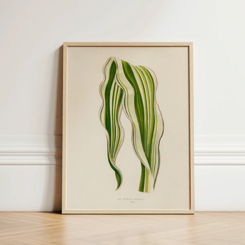 Striped Maize - Benjamin Fawcett Botanical Art Print / Canvas Framed Illustration Two Green Leaves Cream-colored Fawcett’s, Victorian