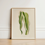 Striped Maize - Benjamin Fawcett Botanical Art Print / Canvas Framed Illustration Two Green Leaves Beige Fawcett’s, Victorian Masterpiece,