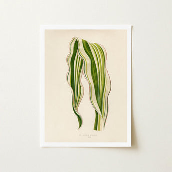Striped Maize - Benjamin Fawcett Botanical Art Print / Canvas Framed Illustration Two Elegant Wavy Leaves Stripes Fawcett’s, Victorian