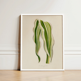 Striped Maize - Benjamin Fawcett Botanical Art Print / Canvas Framed Illustration Two Green Leaves Beige Fawcett’s, Victorian Masterpiece,