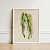 Striped Maize - Benjamin Fawcett Botanical Art Print / Canvas Framed Illustration Two Green Leaves Beige Fawcett’s, Victorian Masterpiece,