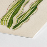 Striped Maize - Benjamin Fawcett Botanical Art Print / Canvas Close-up Wavy Green Stripes Red Outlines Fawcett’s, Victorian Masterpiece,