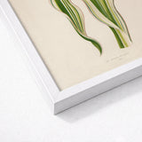 Striped Maize - Benjamin Fawcett Botanical Art Print / Canvas Framed Illustration Elegant Green Leaves Subtle Fawcett’s, Victorian