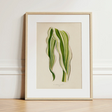 Striped Maize - Benjamin Fawcett Botanical Art Print / Canvas Framed Botanical Illustration Striped Green Leaves Light Wood Benjamin
