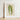 Framed Botanical Illustration Striped Green Leaves White Frame Benjamin Fawcett’s Maize, Victorian Masterpiece, 19th-century Natural History