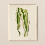 Striped Maize - Benjamin Fawcett Botanical Art Print / Canvas Framed Botanical Illustration Two Elegantly Curved Leaves Stripes Benjamin