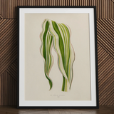 Striped Maize - Benjamin Fawcett Botanical Art Print / Canvas Framed Botanical Illustration Two Variegated Green Leaves Delicate Benjamin