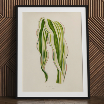 Striped Maize - Benjamin Fawcett Botanical Art Print / Canvas Framed Botanical Illustration Two Variegated Green Leaves Delicate Benjamin