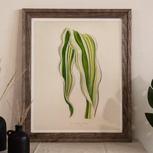 Striped Maize - Benjamin Fawcett Botanical Art Print, Framed Botanical Print Two Elongated Striped Green Leaves
