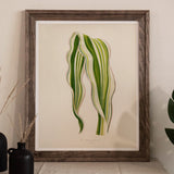 Striped Maize - Benjamin Fawcett Botanical Art Print, Framed Botanical Print Two Elongated Striped Green Leaves