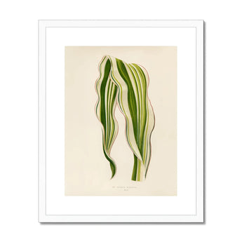 Striped Maize - Benjamin Fawcett Botanical Art Print, Striped Green White Leaves Graceful Curves