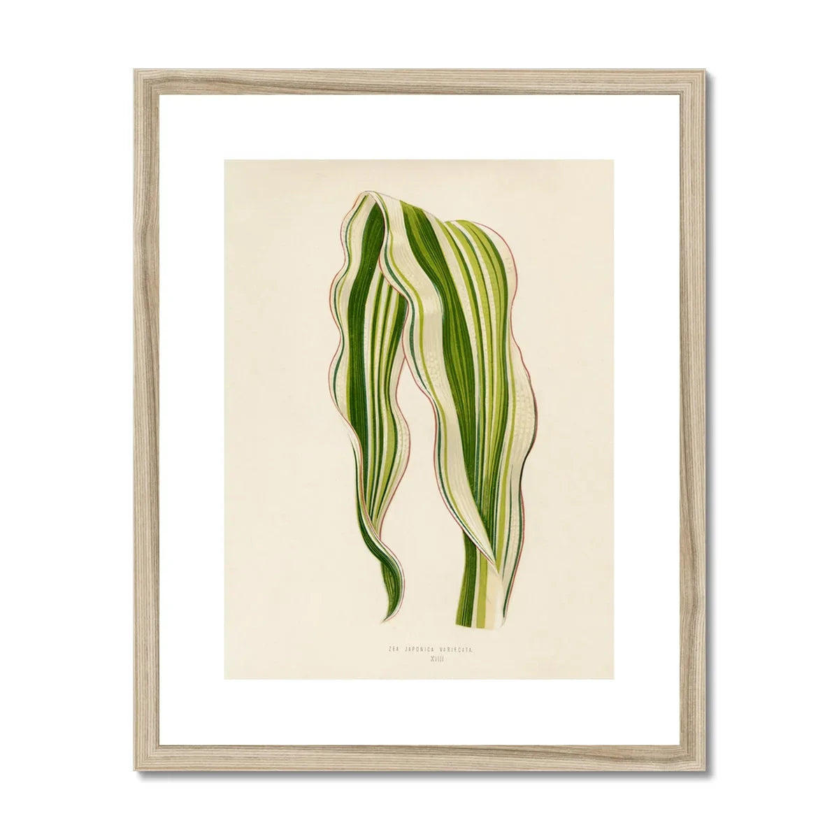 Striped Maize Benjamin Fawcett Botanical Art Print, Striped Green White Leaves Graceful Curves Lines