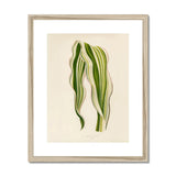 Striped Maize - Benjamin Fawcett Botanical Art Print, Striped Green White Leaves Graceful Curves Lines