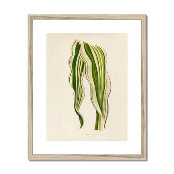 Striped Maize - Benjamin Fawcett Botanical Art Print, Striped Green White Leaves Graceful Curves Lines