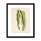 Striped Maize - Benjamin Fawcett Botanical Art Print, Striped Green White Leaves Graceful Curves Lines