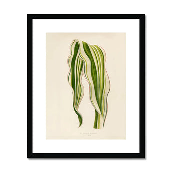 Striped Maize - Benjamin Fawcett Botanical Art Print, Striped Green White Leaves Graceful Curves Lines