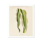 Striped Maize Benjamin Fawcett Botanical Art Print, Variegated Green White Striped Leaves Graceful Curves
