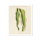 Striped Maize - Benjamin Fawcett Botanical Art Print, Variegated Green White Striped Leaves Graceful Curves