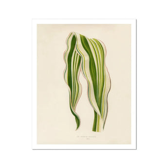 Striped Maize - Benjamin Fawcett Botanical Art Print, Variegated Green White Striped Leaves Graceful Curves
