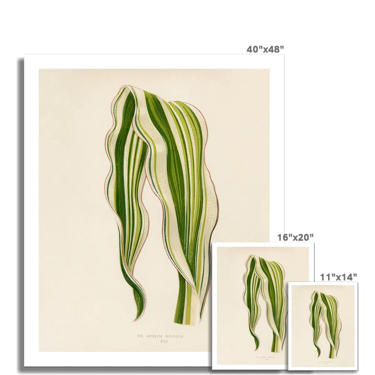 Striped Maize (zea Japonica Variegata) By Benjamin Fawcett Fine Art Print - Posters Prints & Visual Artwork - Aesthetic