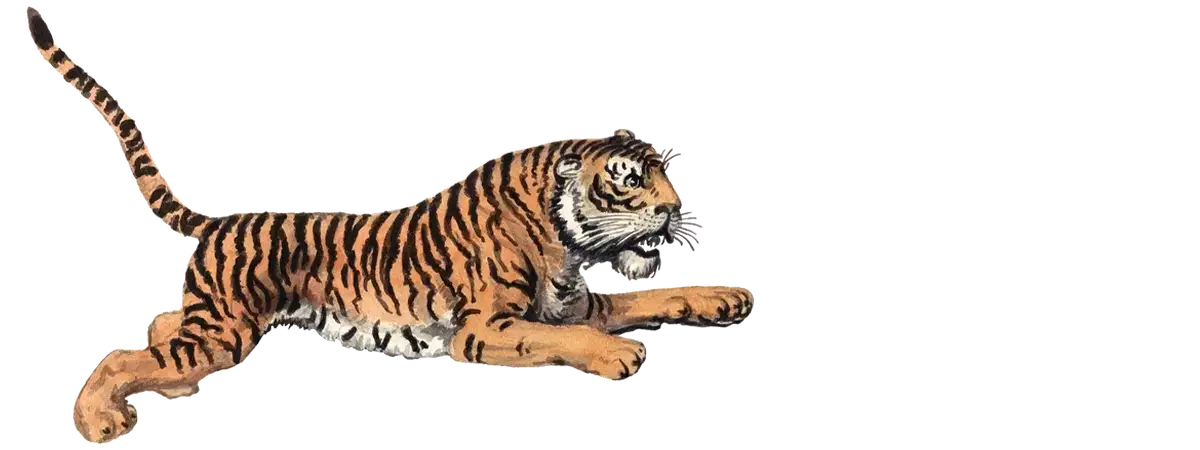 Striped tiger in motion showcasing an art iPhone case for eclectic art nerds