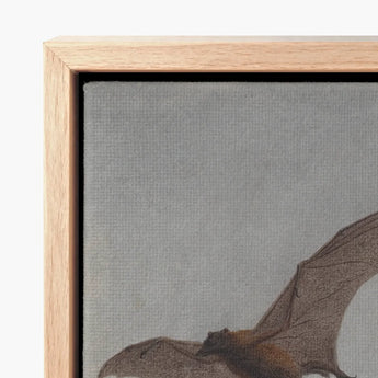 Study of a Vampire Bat - Samuel Howitt Art Print / Canvas Light Wood-framed Detailed Illustration Bats Flight, Prints