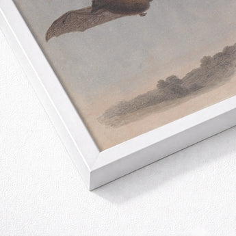 Study of a Vampire Bat - Samuel Howitt Art Print / Canvas White Framed Sepia-toned Illustration Flight, Prints
