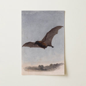 Study of a Vampire Bat - Samuel Howitt Art Print / Canvas, 12x18’’ / 31x46cm / Unframed / no Border, Posters Prints & Visual Artwork, Toby