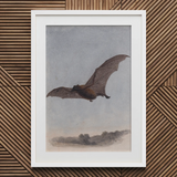Study of a Vampire Bat - Samuel Howitt Art Print / Canvas White Framed Bat Print Textured Wall Vampire Bat, Samuel Howitt, Art