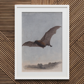 Study of a Vampire Bat - Samuel Howitt Art Print / Canvas White Framed Bat Print Textured Wall Vampire Bat, Samuel Howitt, Art