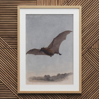 Study of a Vampire Bat - Samuel Howitt Art Print / Canvas Wooden Framed Bat Print Wall Vampire Bat, Samuel Howitt, Art