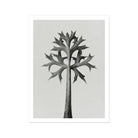 Eryngium Bourgatii (mediterranean Sea Holly) - Karl Blossfeldt Art Print 24’’x32’’ Posters Prints & Visual Artwork