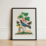 Subalpine Warbler Red Admiral Wasp Cocoon and Ants - James Bolton Art Print / Canvas Framed Botanical Illustration Blue Bird Perched