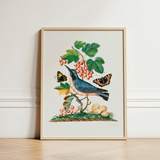 Subalpine Warbler Red Admiral Wasp Cocoon and Ants - James Bolton Art Print / Canvas Framed Botanical Illustration Blue Bird Perched