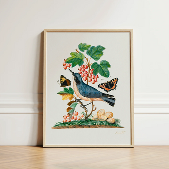 Subalpine Warbler Red Admiral Wasp Cocoon and Ants - James Bolton Art Print / Canvas Framed Botanical Illustration Blue Bird Perched