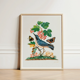 Subalpine Warbler Red Admiral Wasp Cocoon and Ants - James Bolton Art Print / Canvas Framed Botanical Illustration Blue Bird Perched