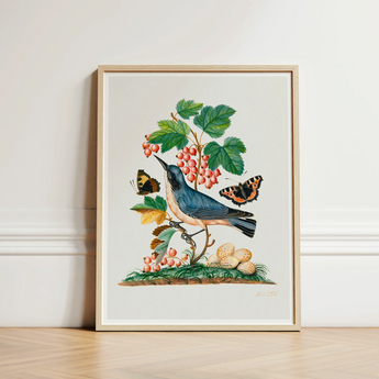 Subalpine Warbler Red Admiral Wasp Cocoon and Ants - James Bolton Art Print / Canvas Framed Botanical Illustration Blue Bird Perched