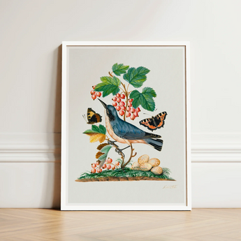 Subalpine Warbler Red Admiral Wasp Cocoon and Ants - James Bolton Art Print / Canvas Framed Botanical Illustration Blue Bird Perched