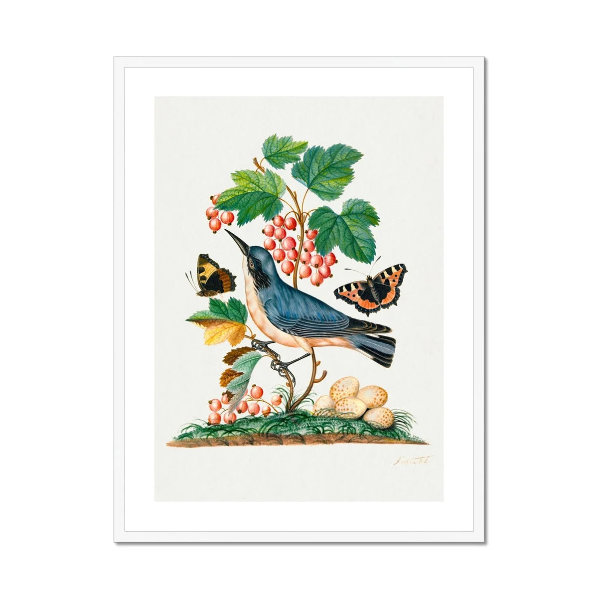 Subalpine Warbler Red Admiral Wasp Cocoon and Ants - James Bolton Art Print Posters Prints & Visual Artwork