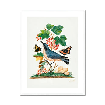 Subalpine Warbler Red Admiral Wasp Cocoon and Ants - James Bolton Art Print, Blue Bird Perched Among Red Berries Butterflies Vintage
